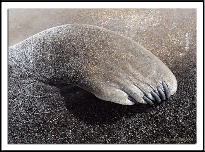 Homology Anthropology at Mary Dupre blog