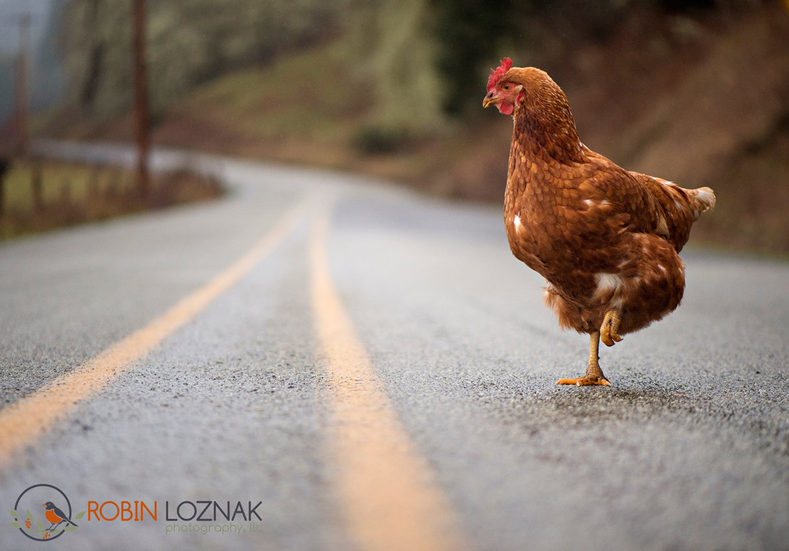 Robin Loznak Photography Chicken crossing the road