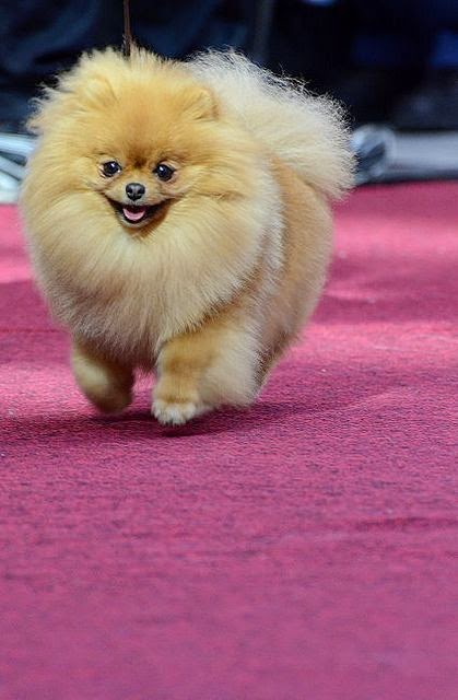 pomeranian with cats pet s we top 5 best breeds to get along with cats pomeranian with cats pet s we top 5 best breeds to get along with cats