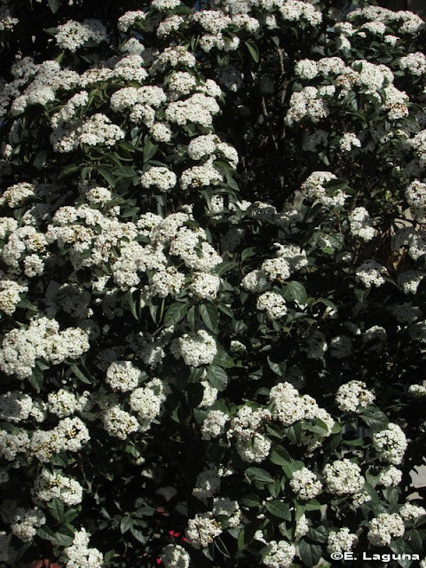 El Blog De Chicho Viburnum Tinus Barbadija O Durillo