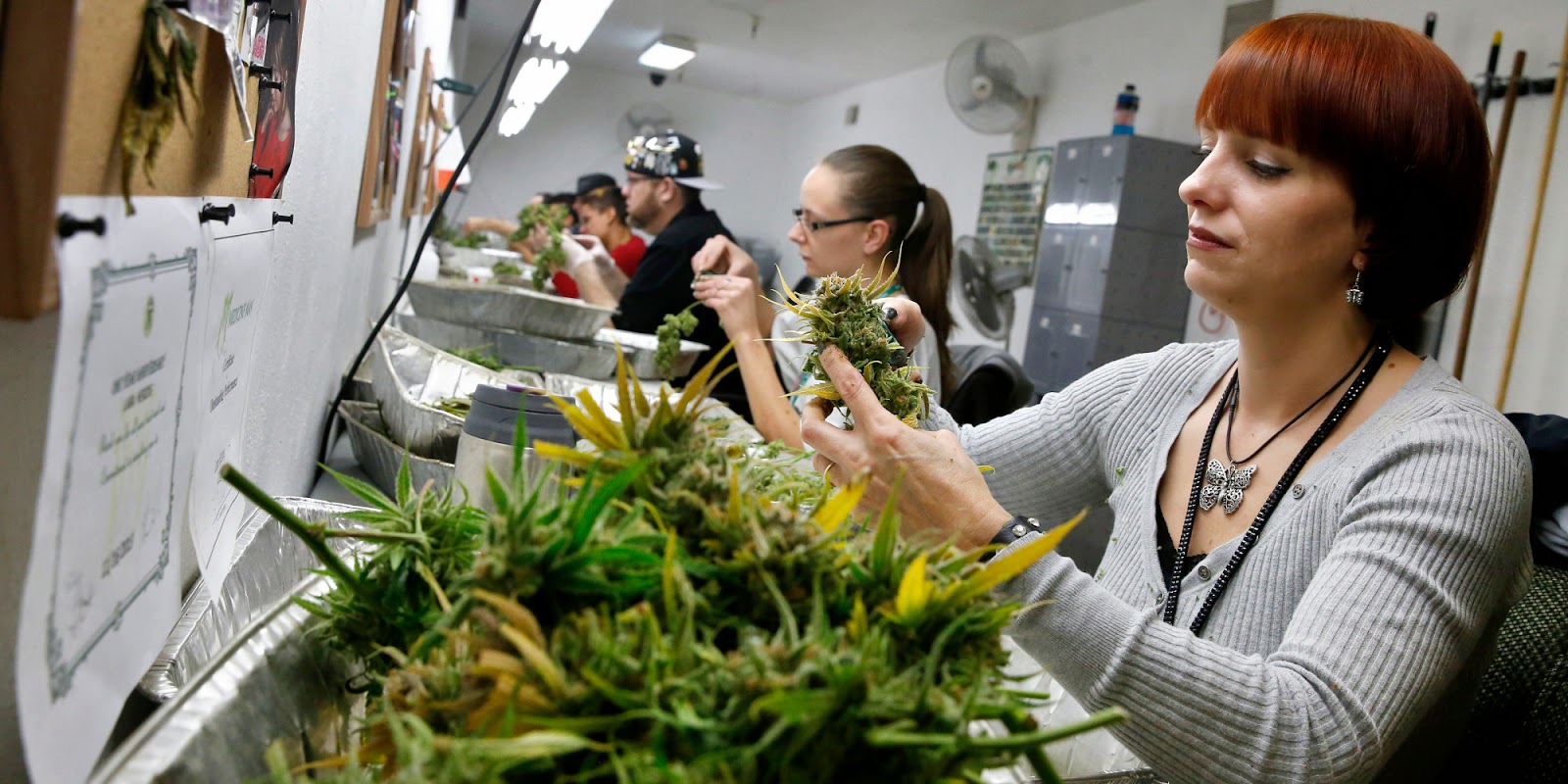 maconha no Colorado legalização da maconha