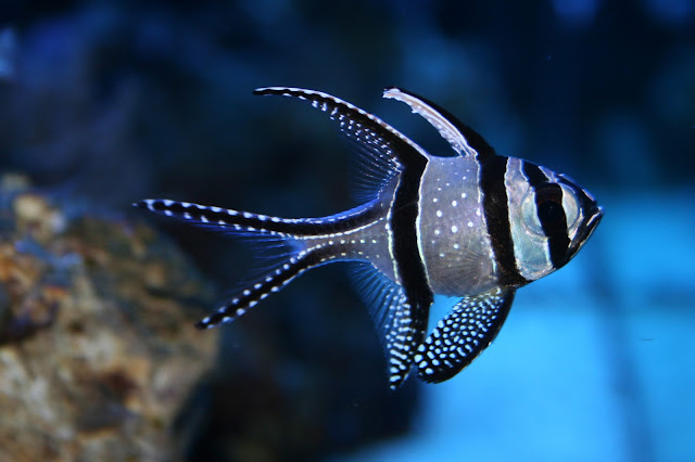 Banggai+cardinalfish3.jpg