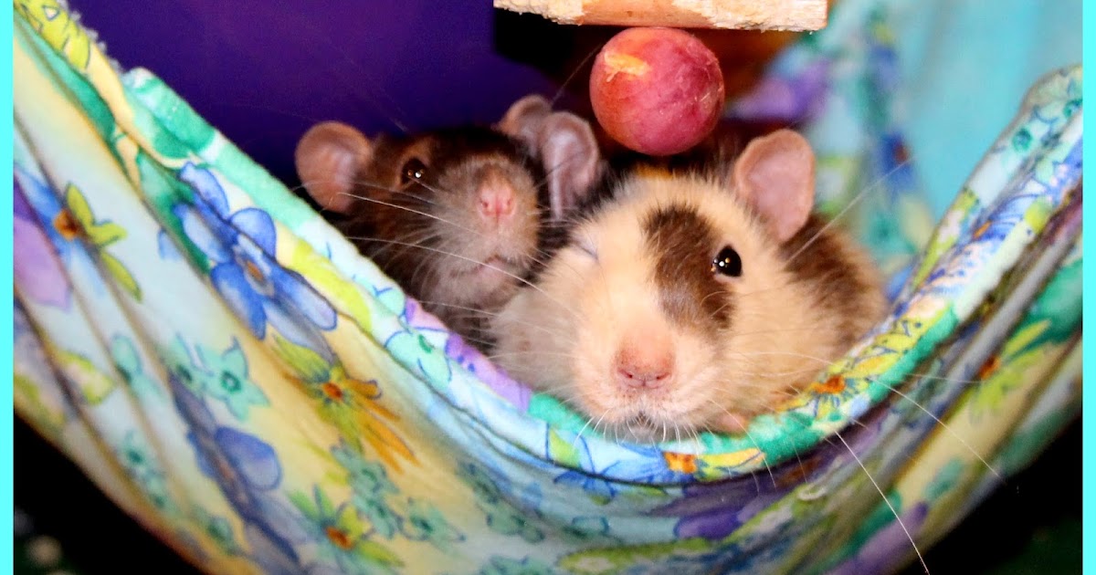 Ratropolis Rats Are the Very Definition of Companion Animal