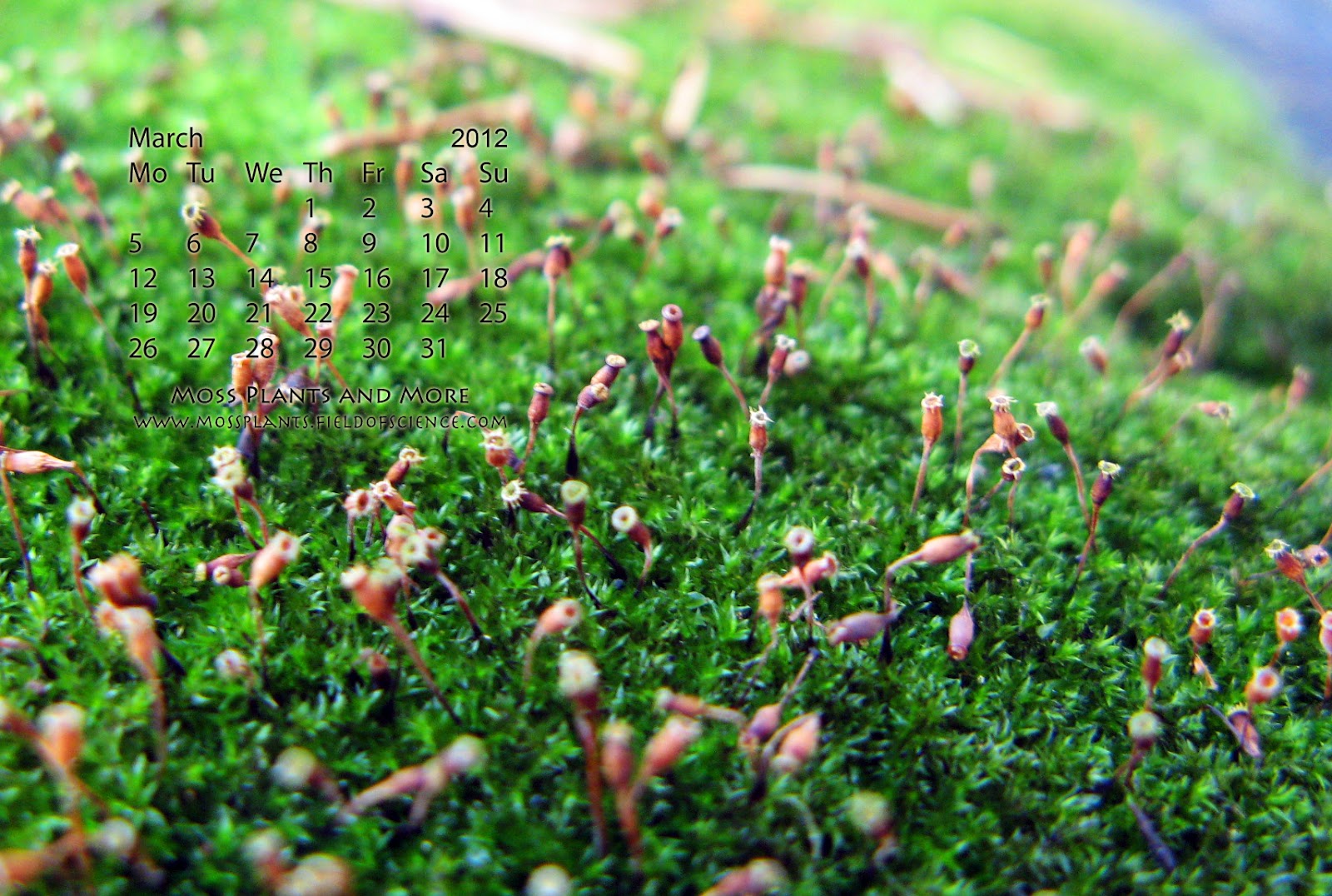 Moss Plant