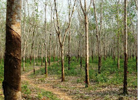 Kebun Balam