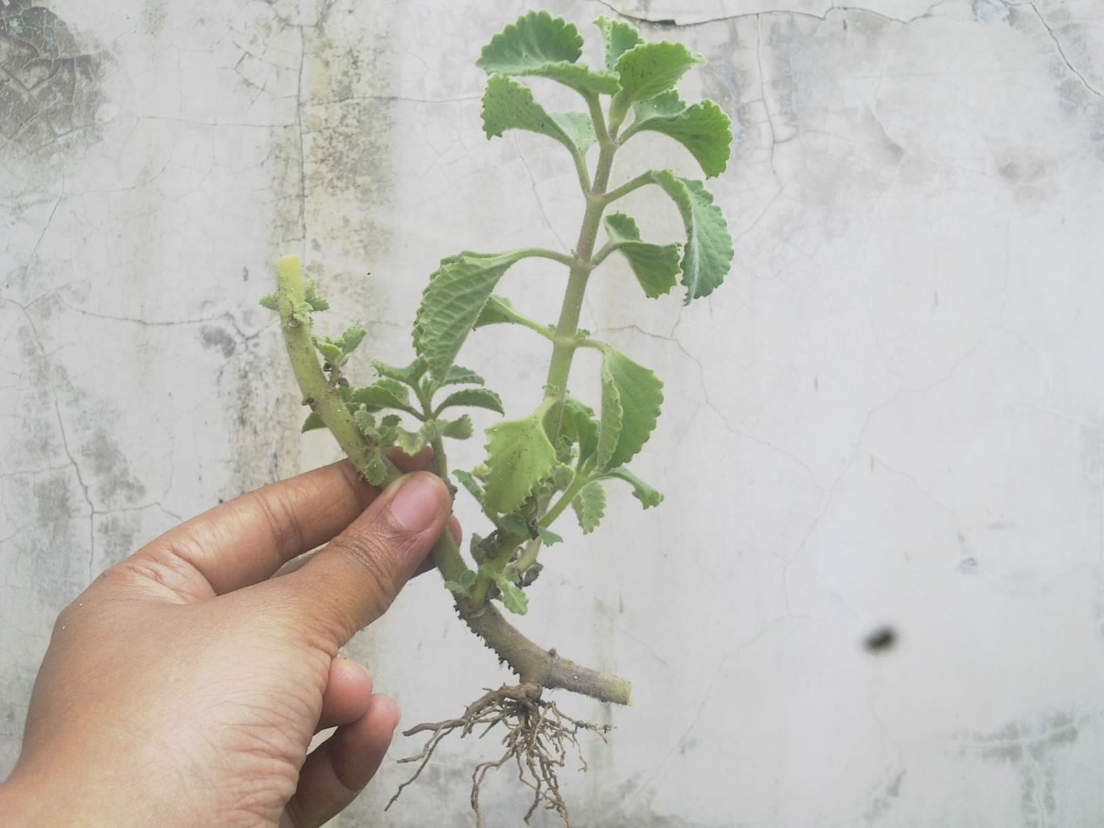 Plants Growing In My Potted Garden. Growing Cuban Oregano In My Potted