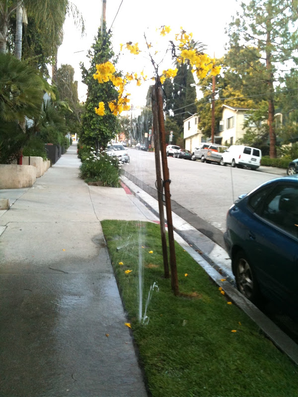 Broken sprinkler