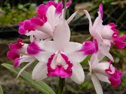 Aprenda cultivar orquídeas passo a passo