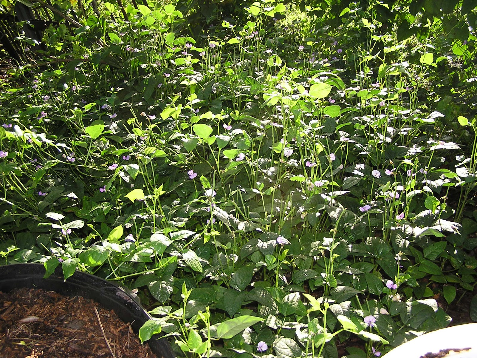 John Starnes' Urban Farm Edible Legumes As Weed Choking Ground Cover