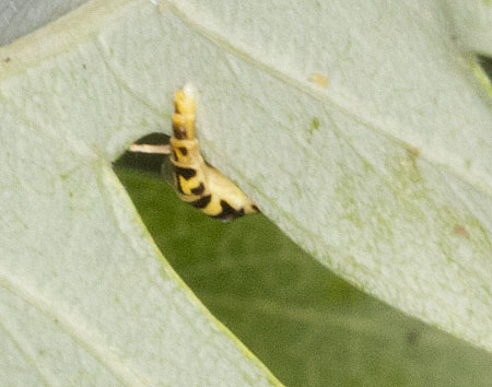 Hoverfly laying an egg on the underside of a hawthorn leaf in the back garden of my house in Hayes. 27 July 2011. Hoverfly laying an egg on the underside of a hawthorn leaf in the back garden of my house in Hayes. 27 July 2011.