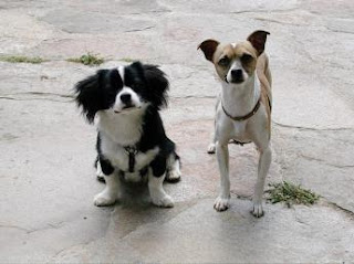 How To Train Your Chihuahua or Chiwawa Dog Breed How To Train Your Chihuahua or Chiwawa Dog Breed