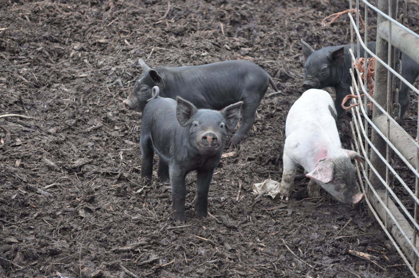 meat 50 f (10c) degrees pigs think heat wave