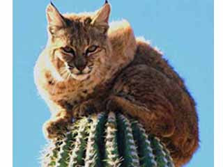 美國山貓 爬上15公尺仙人掌
