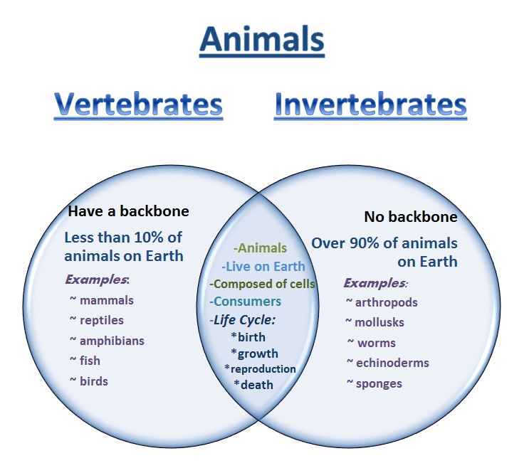 Photos Of Invertebrates