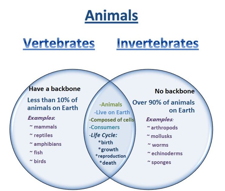 Learning Ideas - Grades K-8: Venn Diagram - Vertebrates and Invertebrates