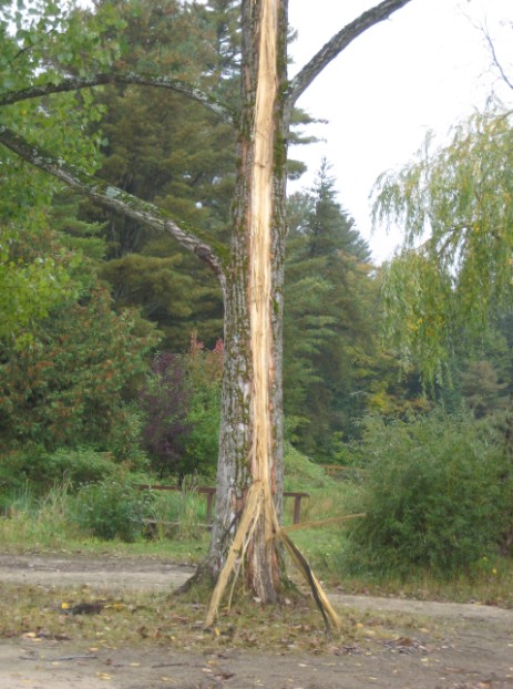 tree struck by lightning