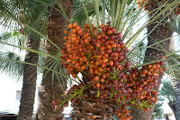 manfaat buah kurma manfaat buah kurma