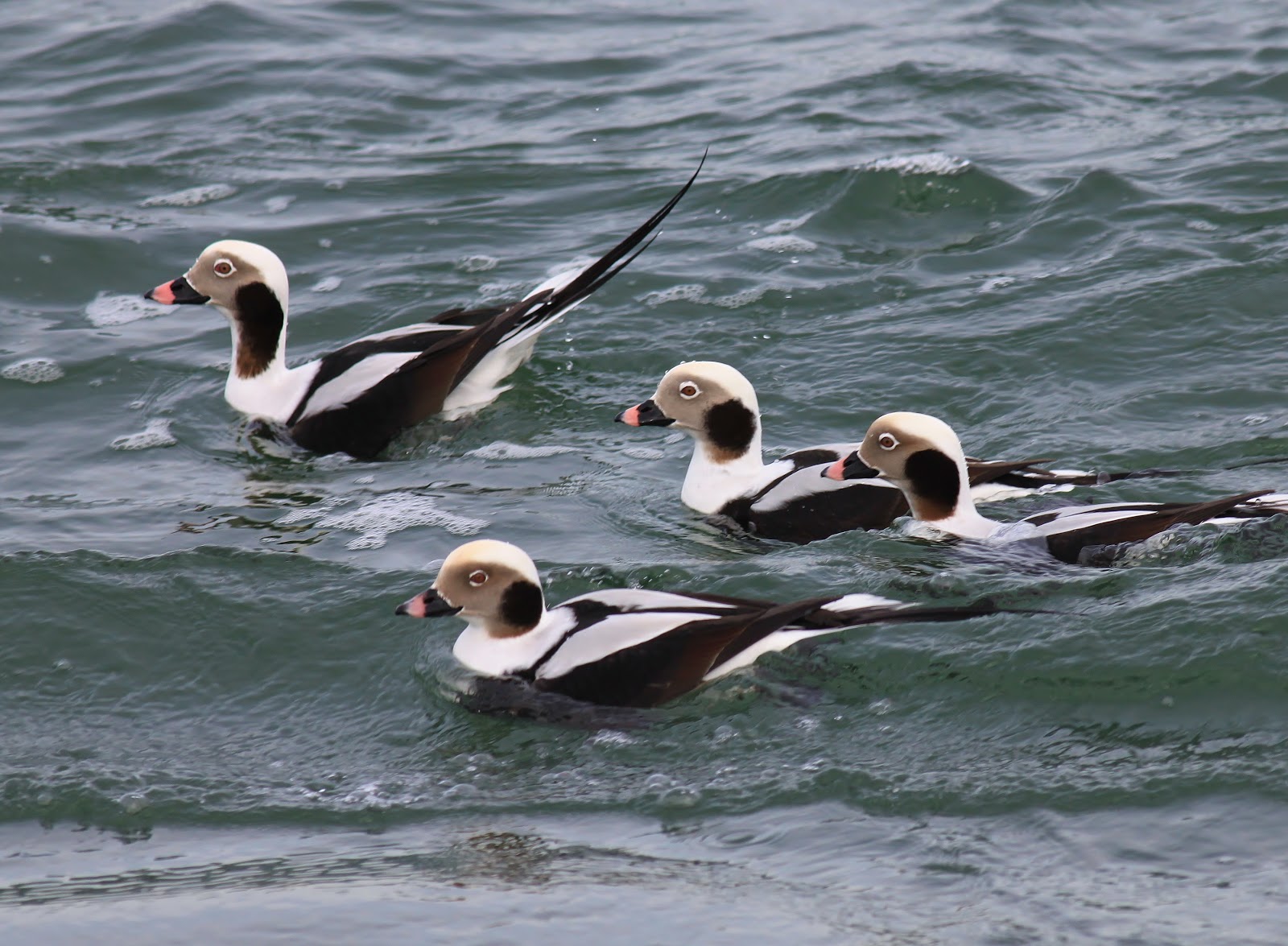 Nature on the Edge of New York City Long Tail Ducks in Lower New York Bay