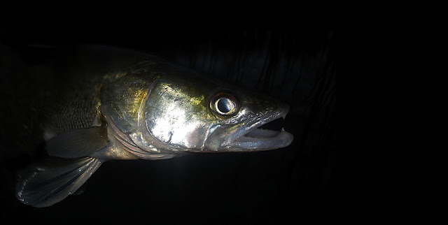 Coventry Canal zander at night