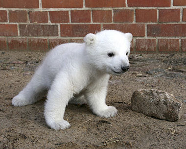 polar bear 8-]