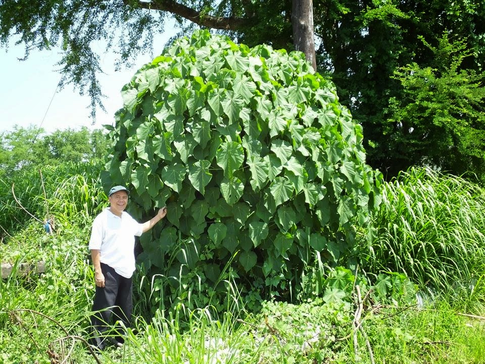 apatot tree