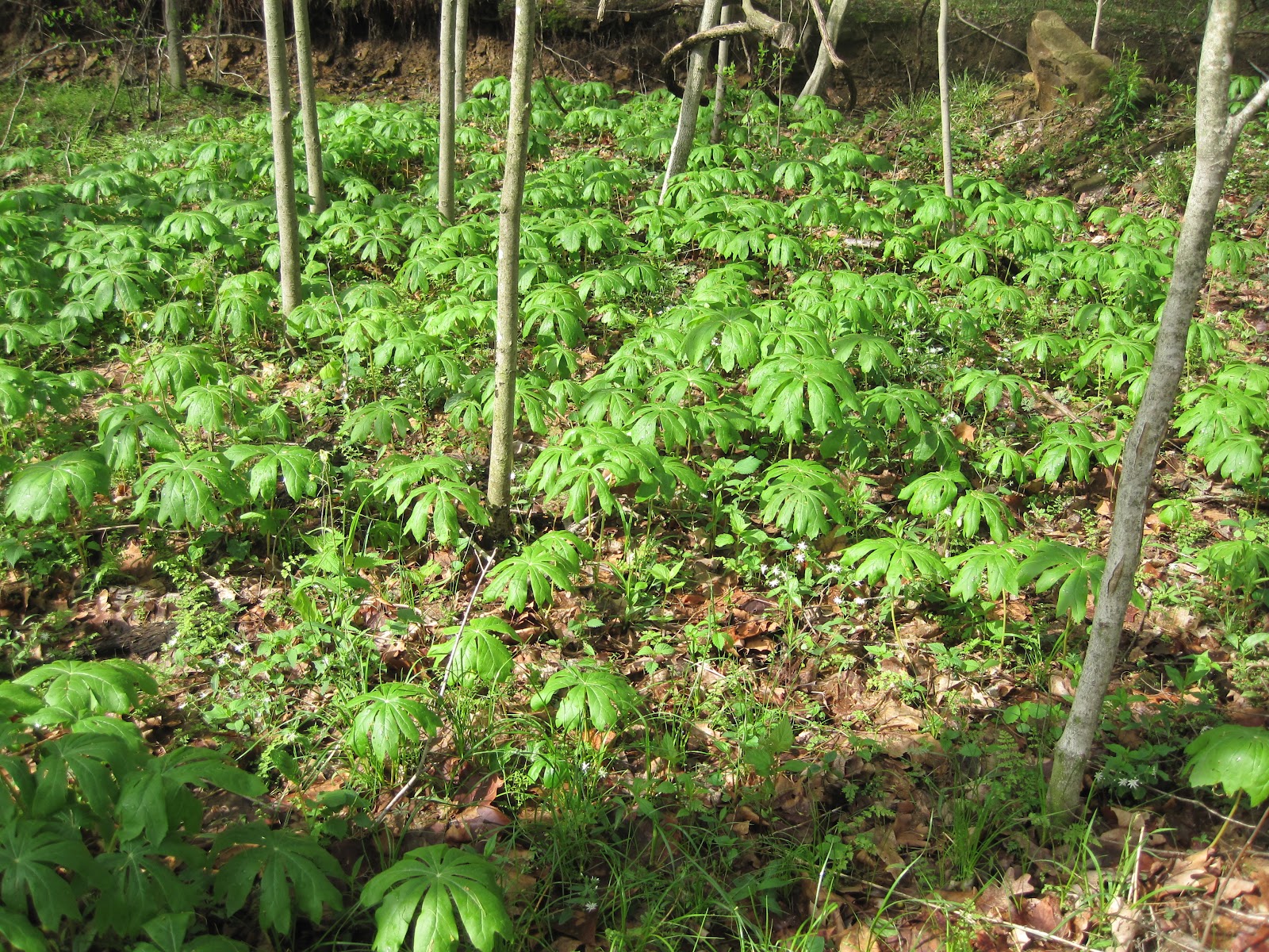 There is just one mayapple