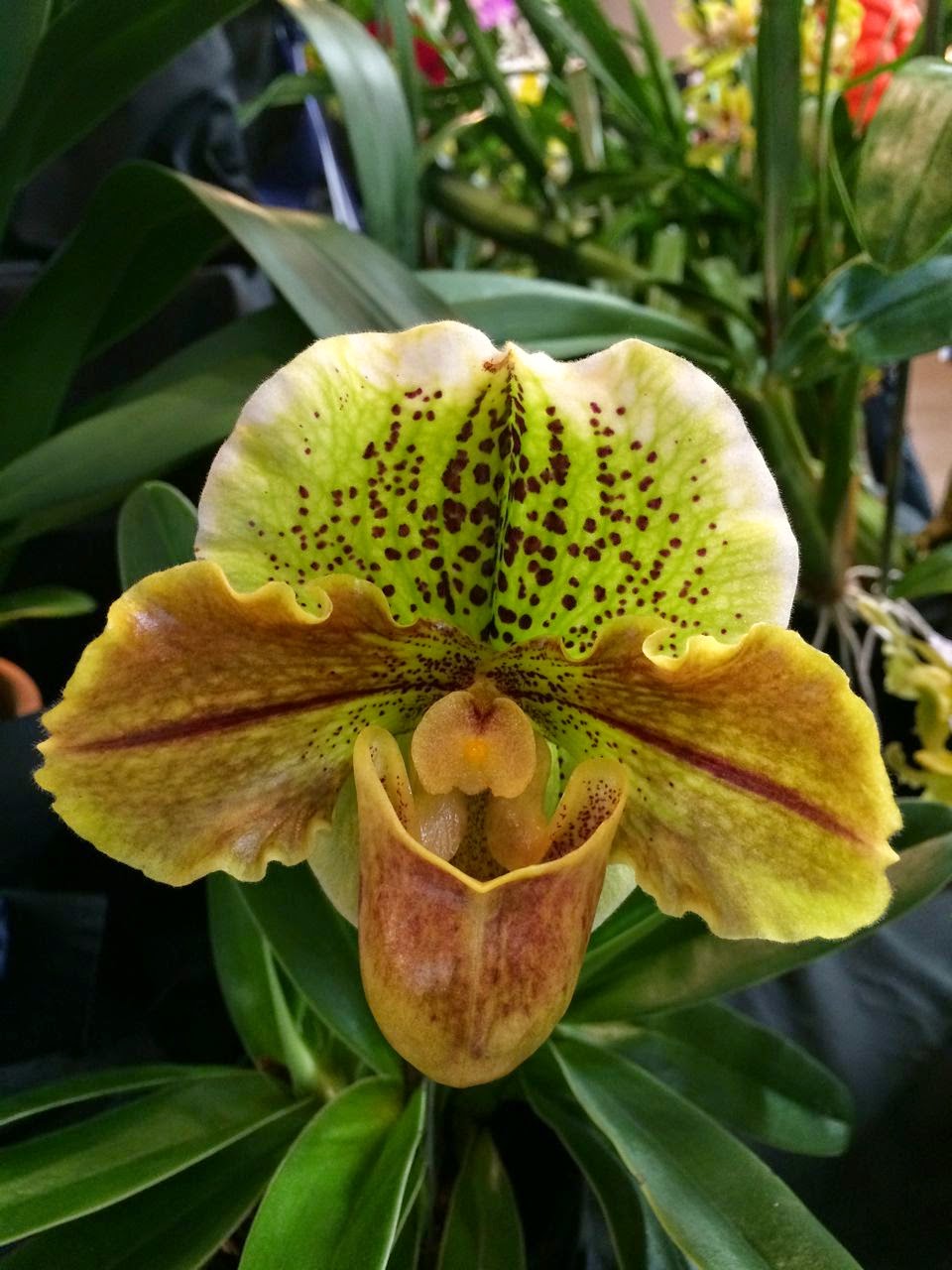 hostess of the humble bungalow The Victoria Orchid Show Pictures of