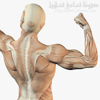 نصائح وخطوات للحصول على عضلات قوية وبارزة.. نصائح وخطوات للحصول على عضلات قوية وبارزة..