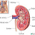 ACUTE RENAL FAILURE – Symptoms and Treatment