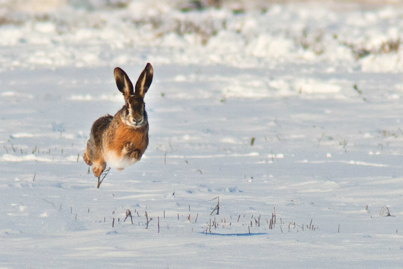 AirGuns Rabbit Hunter Tips