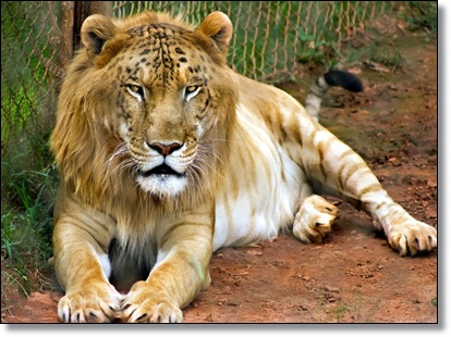Biggest House Cat In The World 2015 the pet tree house - where pets are family too : did you know that Biggest House Cat In The World 2015 the pet tree house - where pets are family too : did you know that
