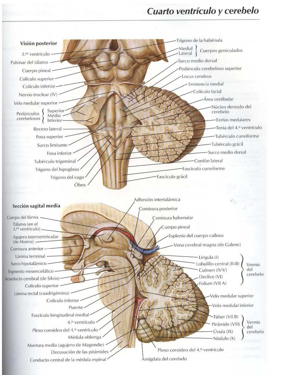Atlas: Cuarto ventrículo y cerebelo - Salud, vida sana, la medicina ... Atlas: Cuarto ventrículo y cerebelo - Salud, vida sana, la medicina ...