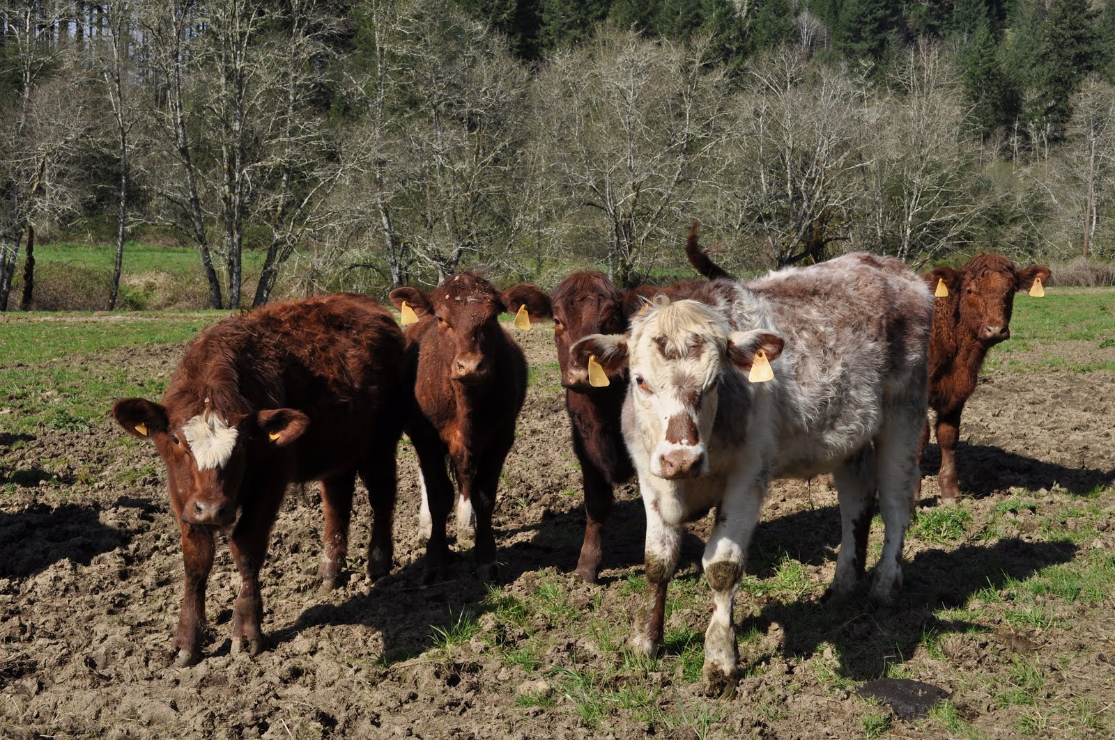 LuAnn Kessi Feeding Yearling Cattle...