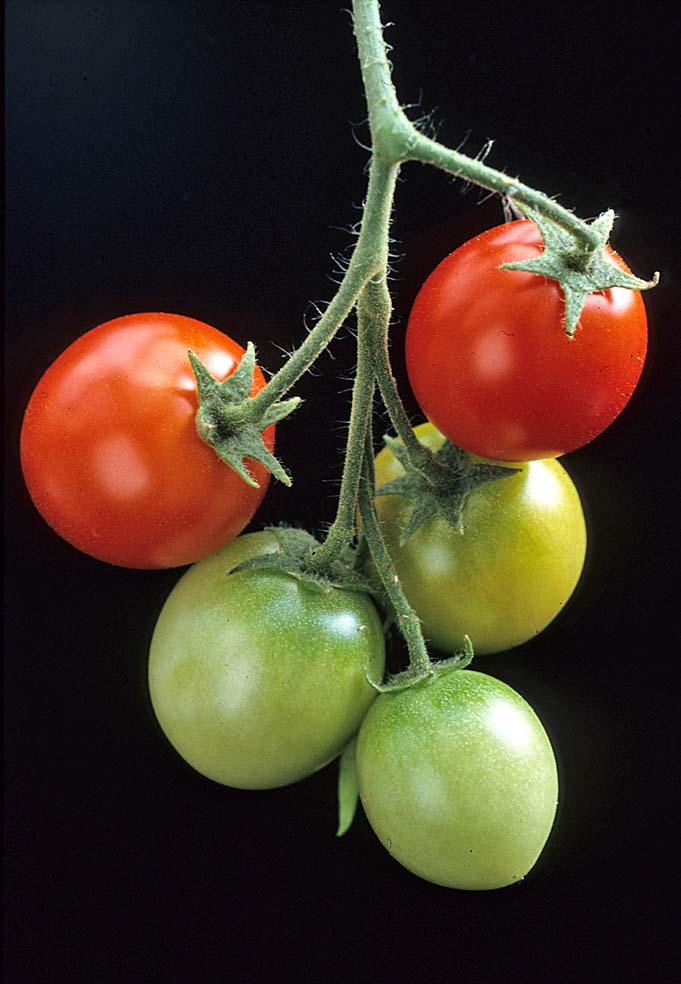 A Digital Botanic Garden December 2011