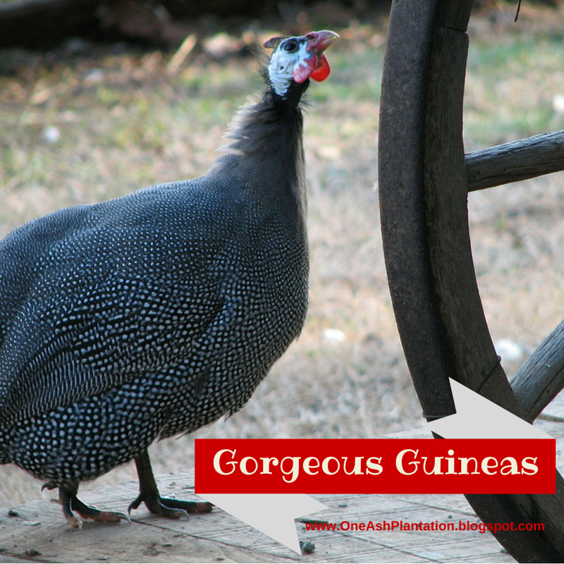 Gorgeous Guinea Fowl