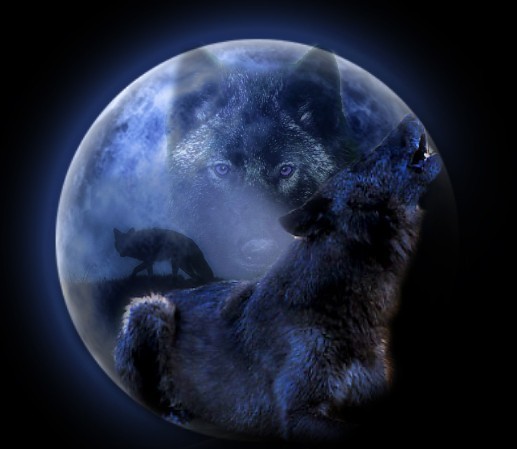 Black Wolf Black Wolf