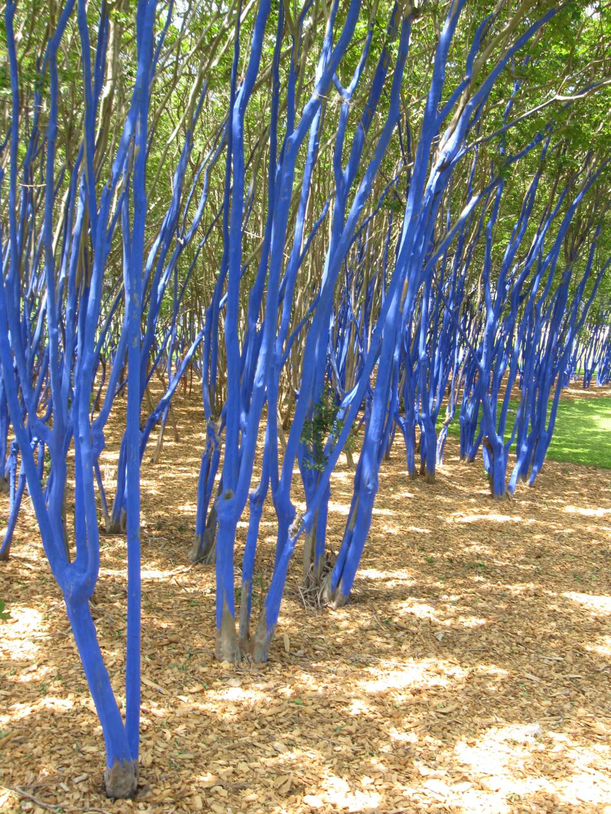 Remarkable Trees of Texas THE BLUE TREES OF WAUGH DRIVE
