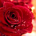 Backgrounds red roses wallpaper