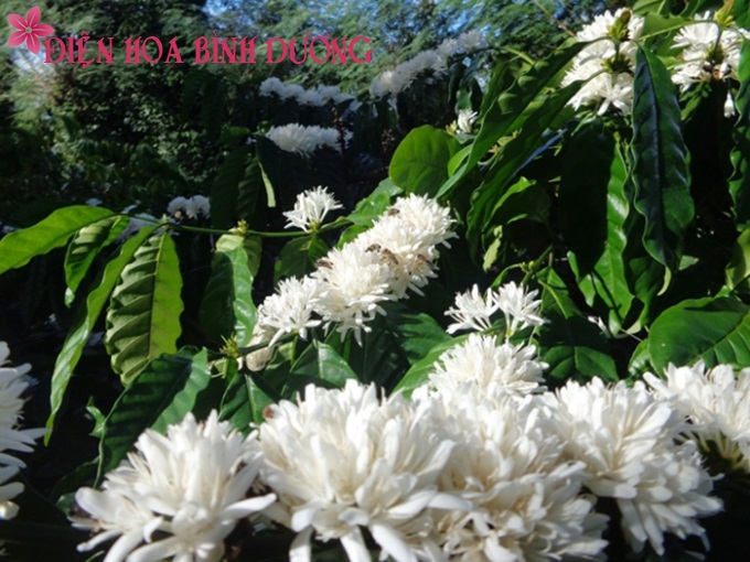 [Image: Dam-sac-huong-voi-hoa-ca-phe-trai-mua-4.jpg]