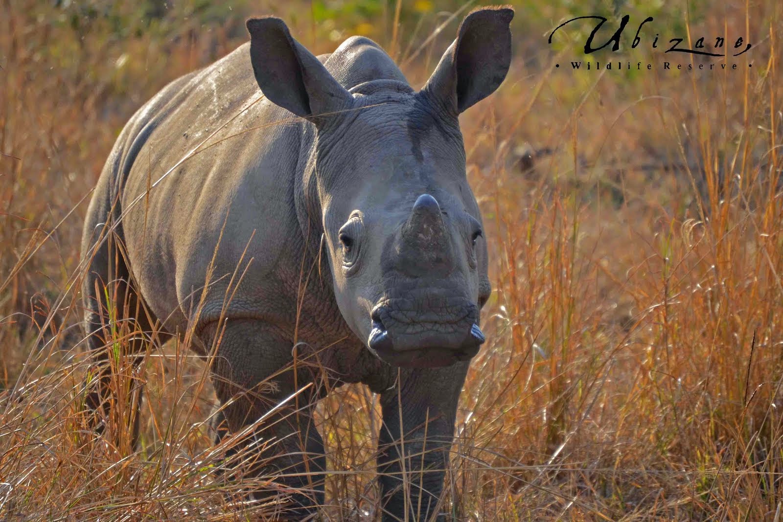 Baby White Rhino