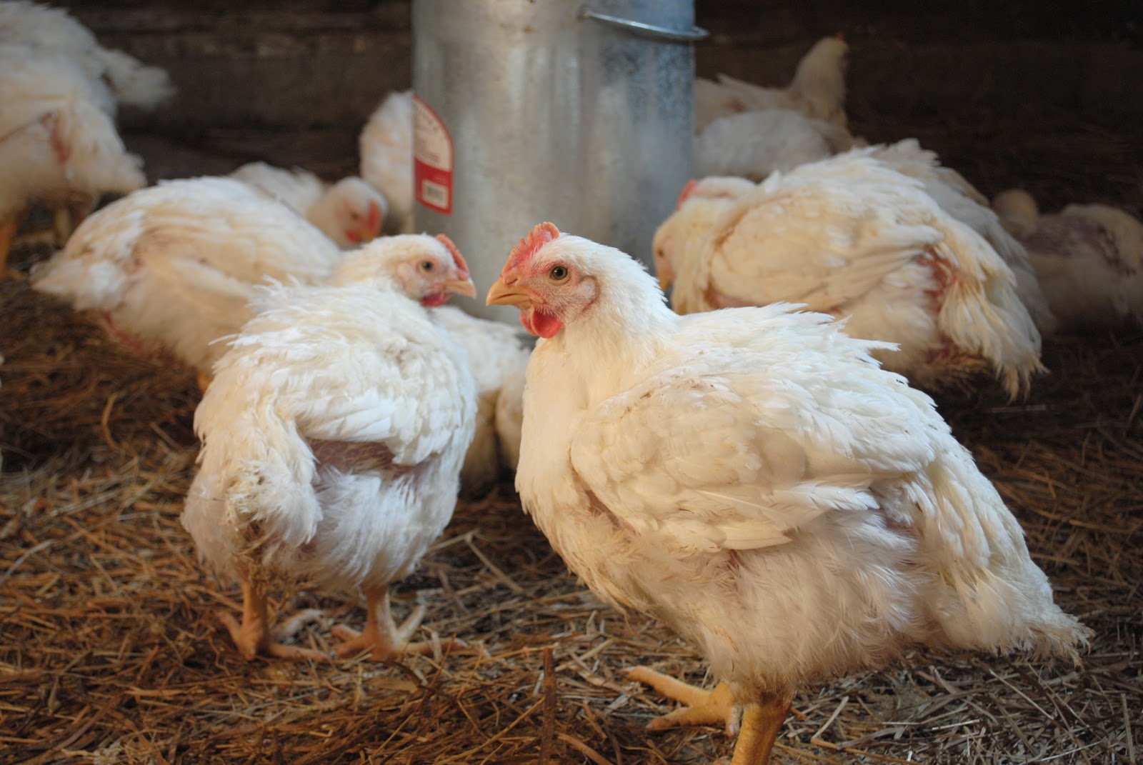 the meat bird experiment, part 2 A Farmish Kind of Life