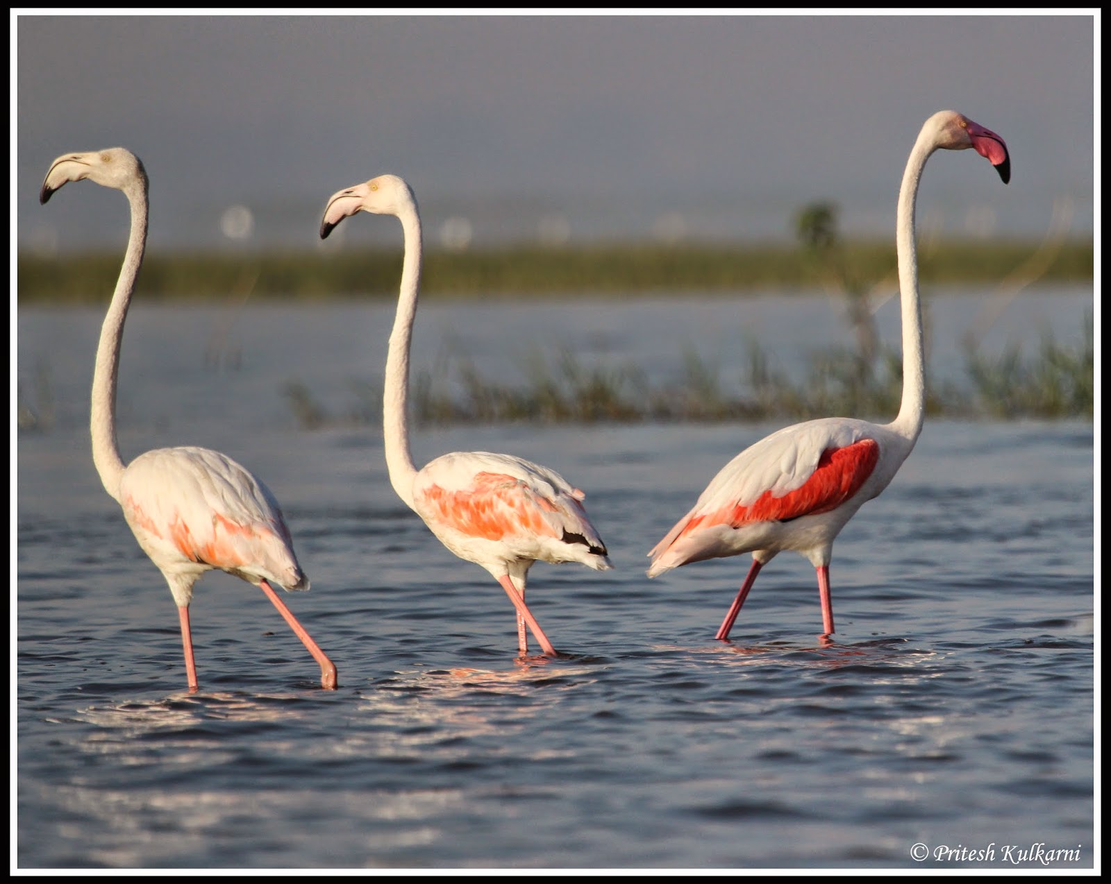 Greater Flamingo Greater Flamingo
