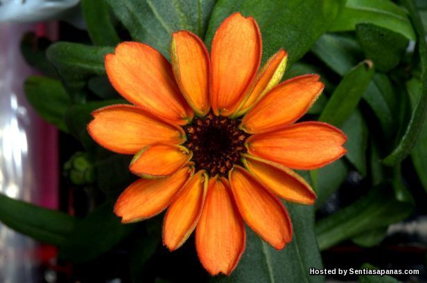 Zinnia, Bunga Pertama Mekar Di Angkasa Lepas! Zinnia