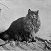 British Royalty Keeping Cats