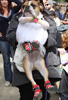 Pakaian Anjing, Keren, Menarik