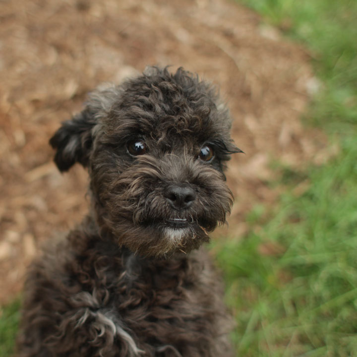 havanese bichon bichon havanese mix www imgkid the image kid has it havanese bichon bichon havanese mix www imgkid the image kid has it