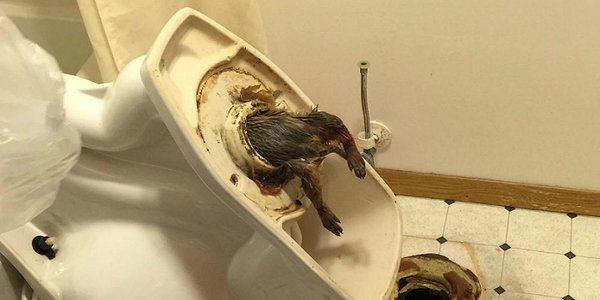 From Now On You Will Double-Check Your Toilet Seat Before Using It!