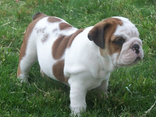 Bulldog Puppies Picture Bulldog Puppies Picture