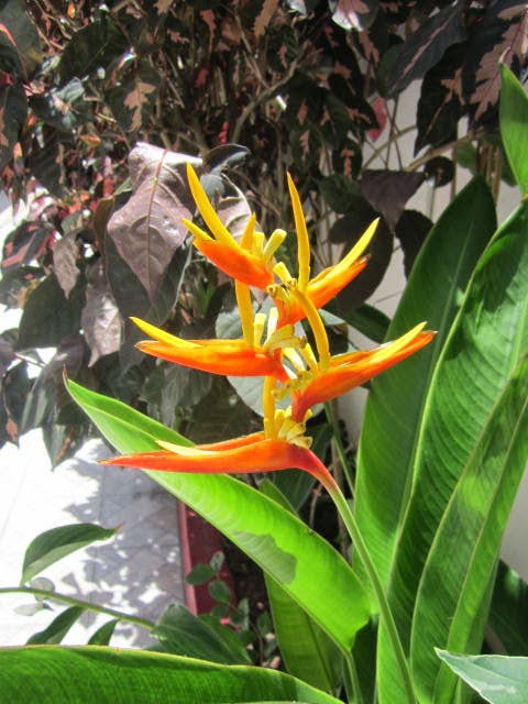 Beautiful Micronesia Flowers