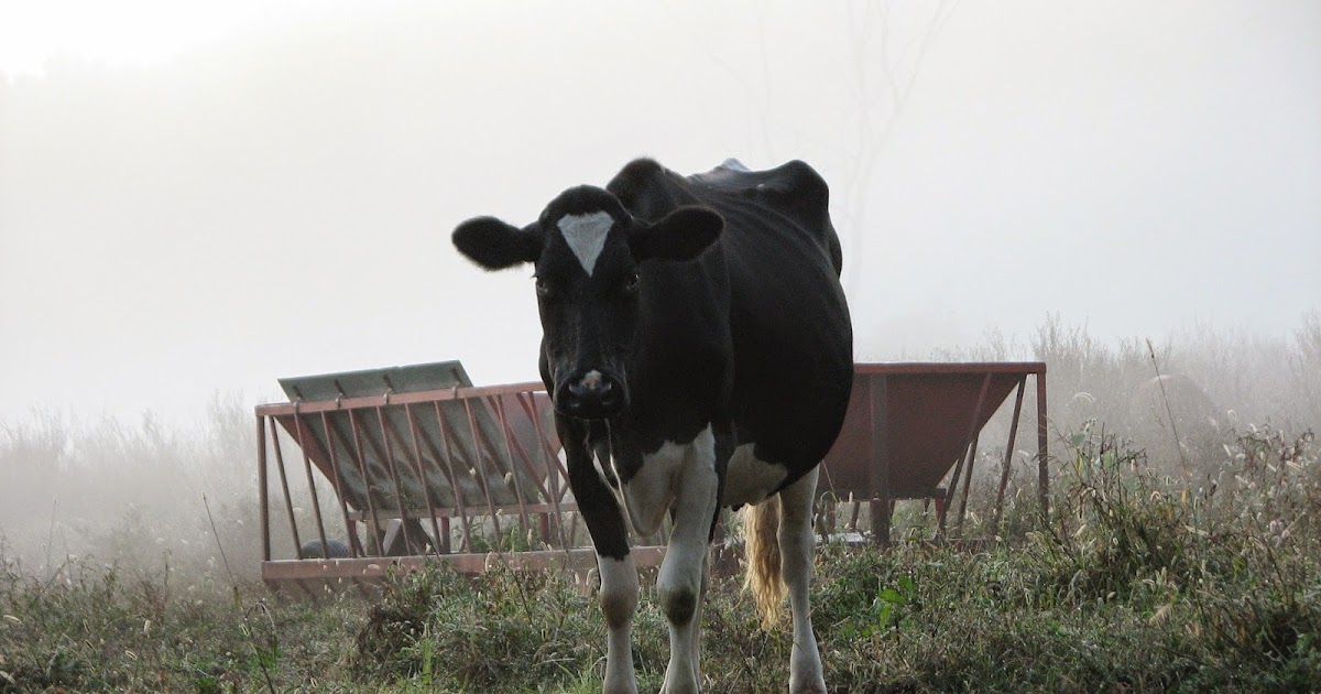 Northview Diary Stubborn Cows